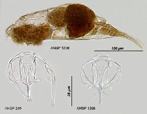  Image courtesy of ANSP (Jersabek et al. 2003) <a href='../../Reference/Index/15798' target='_blank'>[Ref.15798]</a>; female (lateral view), and trophi (dorsal views)